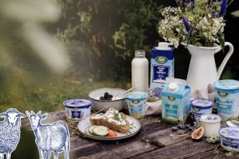 Teil des Sortiments von Schaf- und Ziegenmilchprodukten auf Holztisch mit Dekoration