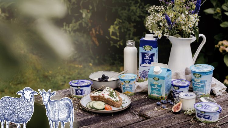 Teil des Sortiments von Schaf- und Ziegenmilchprodukten auf Holztisch mit Dekoration