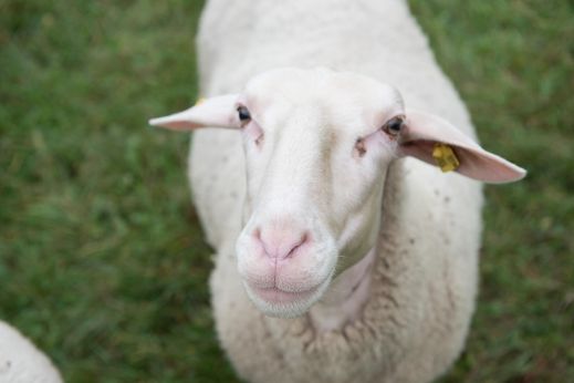 in Kamera schauendes Schaf auf Wiese