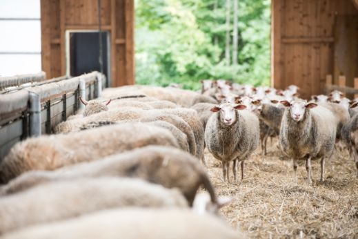 freilaufende Schafe im Stall