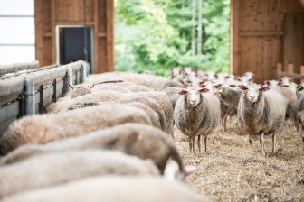 freilaufende Schafe im Stall