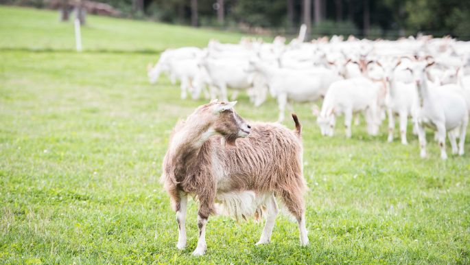 Ziegen auf Wiese mit einer Ziege im Vordergrund