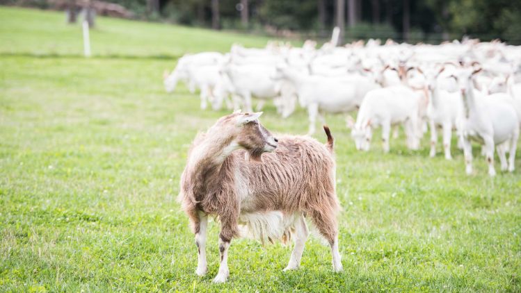 Ziegen auf Wiese mit einer Ziege im Vordergrund