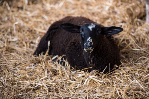 liegendes schwarzes Schaf auf Heu 