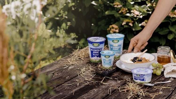 Schaf- und Ziegenmilch Naturjoghurts auf Holztisch mit Dekoration