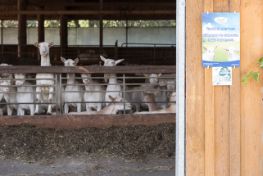 Ziegen im Stall 