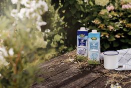 Schaf- und Ziegenheumilch auf Holztisch mit Milchkännchen