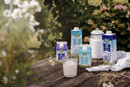 Schaf- und Ziegenmilch in großem und kleinem Format auf Holztisch 